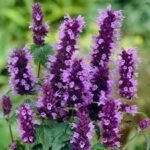 Agastache Black Adder - Isop urias - la ghiveci P9