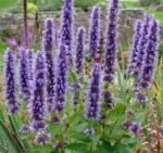 Agastache Black Adder - Isop urias - la ghiveci P9 - imagine 2