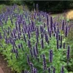 Agastache Black Adder - Isop urias - la ghiveci P9 - imagine 3