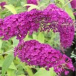 Buddleja davidii Royal Red - Liliac de vara purpuriu la ghiveci P12 H 40-50 cm