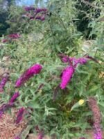 Buddleja davidii Royal Red - Liliac de vara purpuriu la ghiveci P12 H 40-50 cm - imagine 2