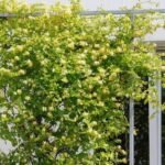 Lonicera japonica Haliana - Caprifoi sau Mana Maicii Domnului parfumata la ghiveci P9, H 25-30 cm - imagine 2