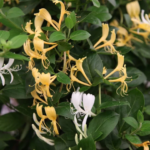 Lonicera japonica Haliana - Caprifoi sau Mana Maicii Domnului parfumata la ghiveci P9, H 25-30 cm