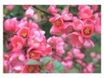 Gutui Japonez Roz - Chaenomeles superba Pink Trail la ghiveci P12 - H 30-35 cm - imagine 2