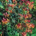 Lonicera heckrottii "American Beauty" - Mana Maicii Domnului parfumata - Caprifoi la ghiveci C2 - H 80-90cm - imagine 2