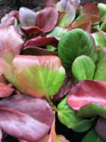 Bergenia Cordifolia planta vesnic verde la ghiveci P9 - H 10 cm - imagine 4