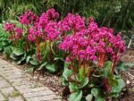Bergenia Cordifolia planta vesnic verde la ghiveci P9 - H 10 cm - imagine 2