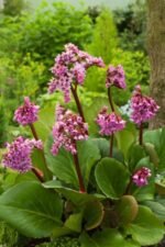 Bergenia Cordifolia planta vesnic verde la ghiveci P9 - H 10 cm