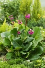 Bergenia Cordifolia planta vesnic verde la ghiveci P9 - H 10 cm - imagine 3