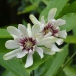 Calycanthus raulstonii Venus - Garofita parfumata sau Copacul Orhidee la ghiveci P12 - H 20-30 cm (Livrarea dupa 10 Septembrie)) - imagine 4