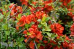 Gutui Japonez Rosu - Chaenomeles japonica 'Sargentii' la ghiveci C2, H 80-100  cm - imagine 2