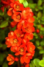 Gutui Japonez Rosu - Chaenomeles japonica 'Sargentii' la ghiveci C2, H 80-100  cm