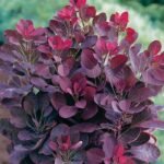 Arbore de Fum - Cotinus Coggygria Royal Purple - Scumpie la ghiveci C2 , H 40-50 cm - imagine 2