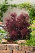 Arbore de Fum - Cotinus Coggygria Royal Purple - Scumpie la ghiveci C2 , H 40-50 cm