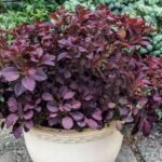 Arbore de Fum - Cotinus Coggygria Royal Purple - Scumpie la ghiveci C2 , H 40-50 cm - imagine 3