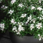 Daphne Transantlantica Eternal Fragrance arbust cu frunzis semipermanent si flori parfumate la ghiveci P17, H 30-35 cm (Livrarea dupa 10 Septembrie) - imagine 3