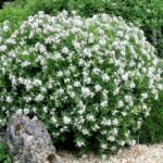 Daphne Transantlantica Eternal Fragrance arbust cu frunzis semipermanent si flori parfumate la ghiveci P17, H 30-35 cm (Livrarea dupa 10 Septembrie) - imagine 2