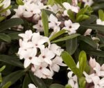 Daphne Transantlantica Eternal Fragrance arbust cu frunzis semipermanent si flori parfumate la ghiveci P17, H 30-35 cm (Livrarea dupa 10 Septembrie) - imagine 4
