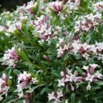 Daphne Transantlantica Eternal Fragrance arbust cu frunzis semipermanent si flori parfumate la ghiveci P17, H 30-35 cm (Livrarea dupa 10 Septembrie)