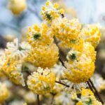 Edgeworthia chrysantha Grandiflora- Arborele de Hartie - arbust cu flori parfumate la ghiveci P17 - H 35-40 cm