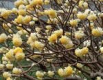 Edgeworthia chrysantha Grandiflora- Arborele de Hartie - arbust cu flori parfumate la ghiveci P17 - H 35-40 cm - imagine 3