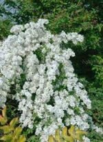 Exochorda Blushing Pearl - Arbustul de perle  - la ghiveci P9, H 20-25 cm (Livrarea dupa 10 Septembrie) - imagine 2