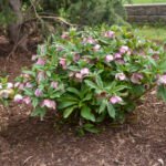 Spanz - Helleborus Pretty Ellen Pink cu frunzis vesnic verde la ghiveci P9, H 10-15 cm - imagine 2