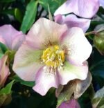 Spanz - Helleborus Pretty Ellen Pink cu frunzis vesnic verde la ghiveci P9, H 10-15 cm