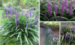 Liriope Muscari Big Blue (Crinul albastru) - Liriope de umbra la ghiveci P9, H 10 cm (Livrarea dupa 10 Septembrie) - imagine 2
