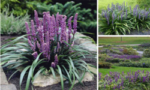 Liriope Muscari Big Blue (Crinul albastru) - Liriope de umbra la ghiveci P9, H 10 cm (Livrarea dupa 10 Septembrie) - imagine 3