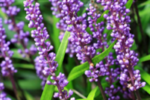 Liriope Muscari Big Blue (Crinul albastru) - Liriope de umbra la ghiveci P9, H 10 cm (Livrarea dupa 10 Septembrie)