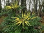 Mahonia Bealei - Mahonia cu frunze de piele la ghiveci P17 - H 40-50 cm - imagine 2