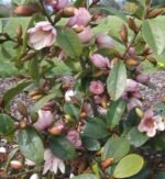 Magnolia Fairy Michelia Blush cu frunzis semipermanent la ghiveci C3 - H 60-70 cm - imagine 3