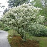 Osmanthus x Burkwoodii arbust peren vesnic verde cu flori parfumate la ghiveci C2 - H 40-50 cm (Livrarea dupa 10 Septembrie) - imagine 3