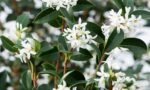 Osmanthus x Burkwoodii arbust peren vesnic verde cu flori parfumate la ghiveci C2 - H 40-50 cm (Livrarea dupa 10 Septembrie) - imagine 2