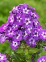 Phlox paniculata Laura cu flori parfumate la ghiveci P9 - H 5-10 cm - imagine 3
