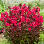 Phlox paniculata Star Fire planta perena cu flori parfumate la ghiveci P9 - H 5-10 cm - imagine 3