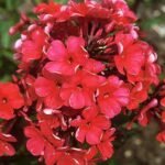 Phlox paniculata Star Fire planta perena cu flori parfumate la ghiveci P9 - H 5-10 cm - imagine 2