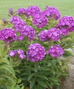 Phlox paniculata Laura cu flori parfumate la ghiveci P9 - H 5-10 cm - imagine 4