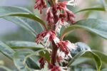 Sarcococca „Winter Gem” arbust vesnic verde parfumat la ghiveci P17 - H 30-40 cm - imagine 2