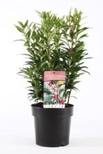 Sarcococca „Winter Gem” arbust vesnic verde parfumat la ghiveci P17 - H 30-40 cm - imagine 4