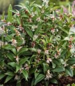 Sarcococca „Winter Gem” arbust vesnic verde parfumat la ghiveci P17 - H 30-40 cm