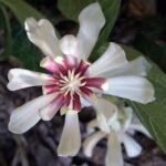 Calycanthus raulstonii Venus - Garofita parfumata sau Copacul Orhidee la ghiveci P12 - H 20-30 cm (Livrarea dupa 10 Septembrie)) - imagine 2