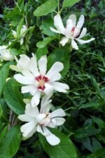 Calycanthus raulstonii Venus - Garofita parfumata sau Copacul Orhidee la ghiveci P12 - H 20-30 cm (Livrarea dupa 10 Septembrie))