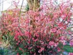 Gutui Japonez Roz - Chaenomeles superba Pink Trail la ghiveci P12 - H 30-35 cm - imagine 3