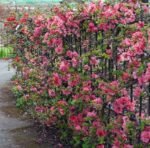 Gutui Japonez Roz - Chaenomeles superba Pink Trail la ghiveci P12 - H 30-35 cm - imagine 4