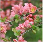 Gutui Japonez Roz - Chaenomeles superba Pink Trail la ghiveci P12 - H 30-35 cm
