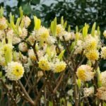 Edgeworthia chrysantha Grandiflora- Arborele de Hartie - arbust cu flori parfumate la ghiveci P17 - H 35-40 cm - imagine 2