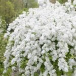 Exochorda Blushing Pearl - Arbustul de perle  - la ghiveci P9, H 20-25 cm (Livrarea dupa 10 Septembrie)