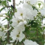 Exochorda Blushing Pearl - Arbustul de perle  - la ghiveci P9, H 20-25 cm (Livrarea dupa 10 Septembrie) - imagine 3